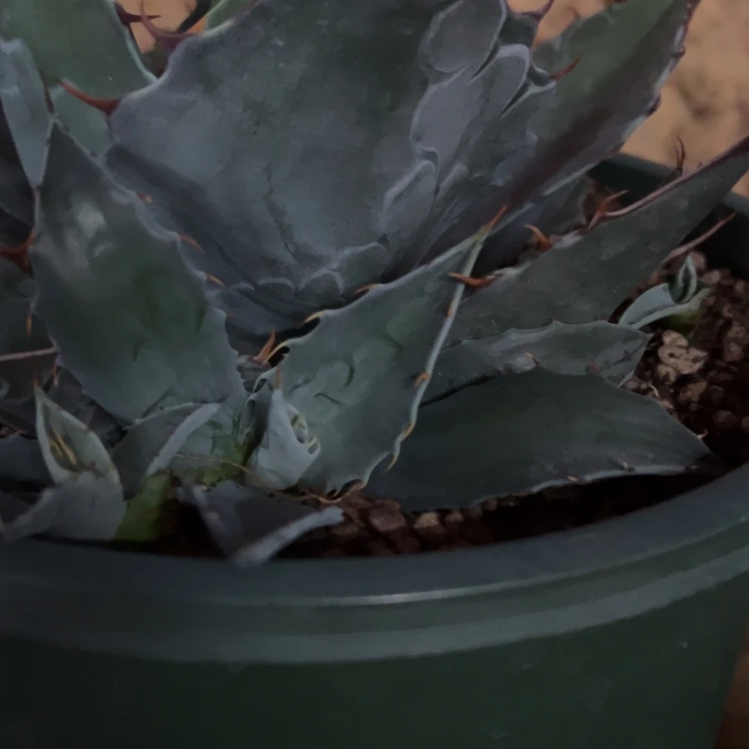 多肉植物龙舌兰道