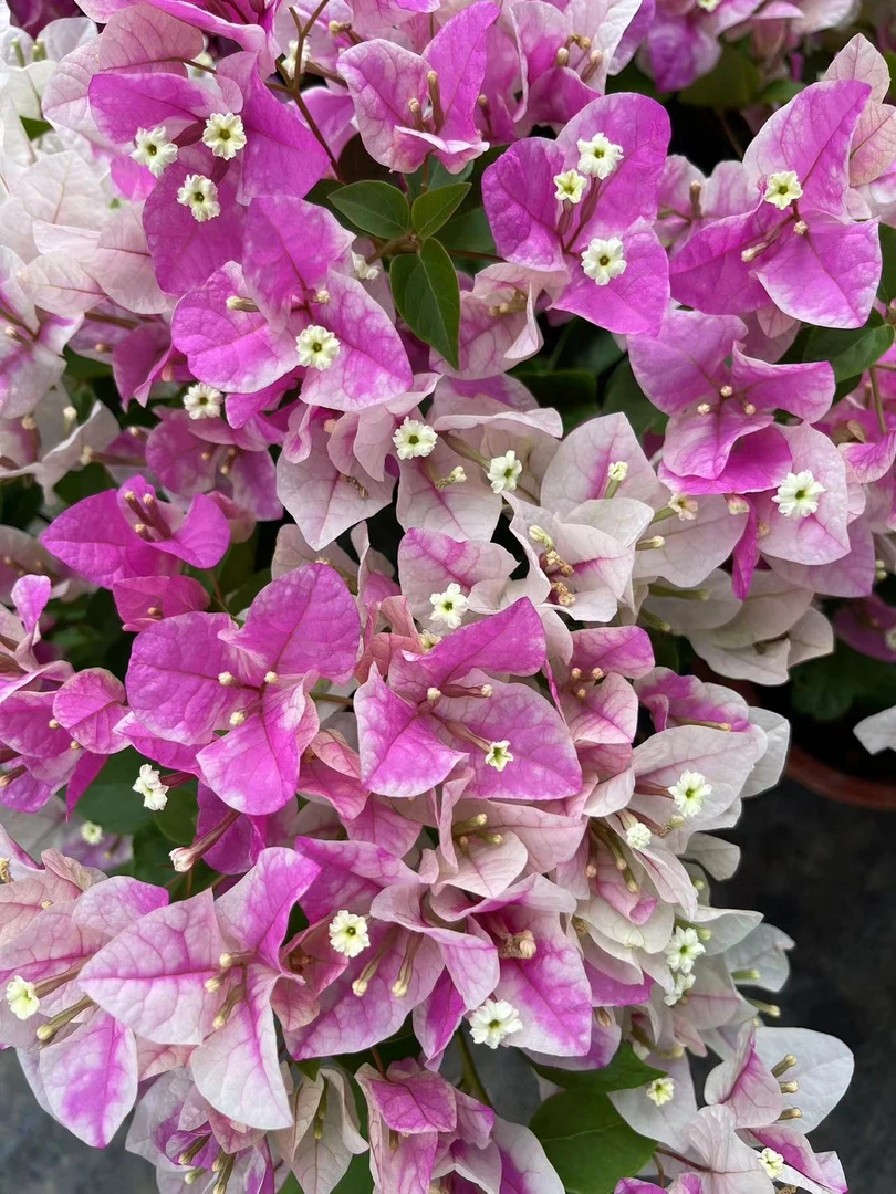 【漳红樱】 三角梅美丽 鲜花盆栽 带花 冬季原盆带花发基地爬藤