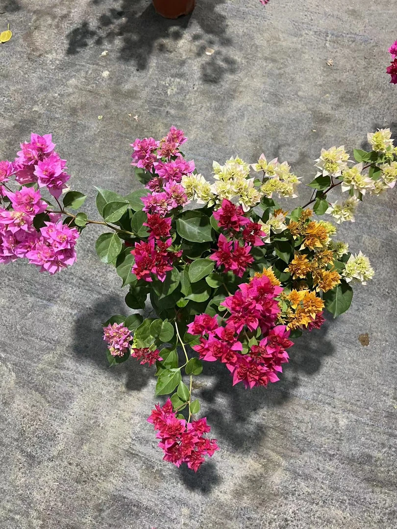 【重瓣四喜】三角梅盆栽爬藤植物四季花基地美丽土壤绿植带花发