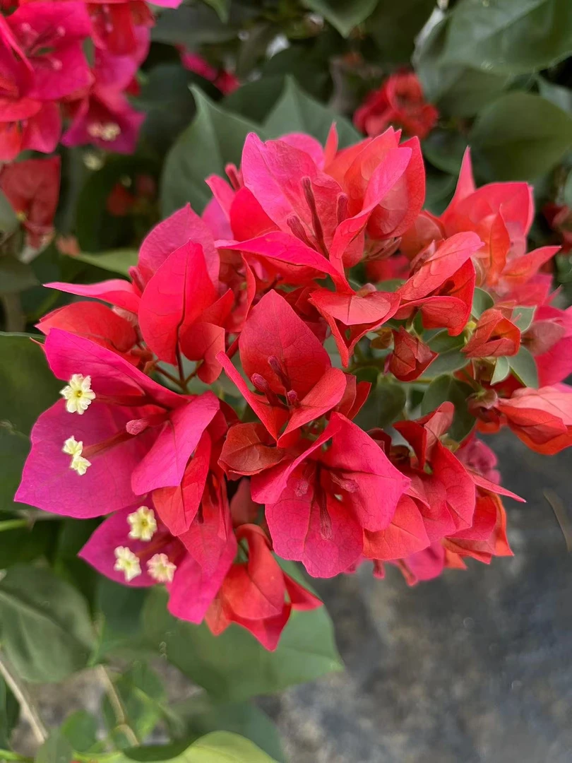 【中国红】三角梅盆栽爬藤植物四季花基地美丽土壤绿植原盆土带花发