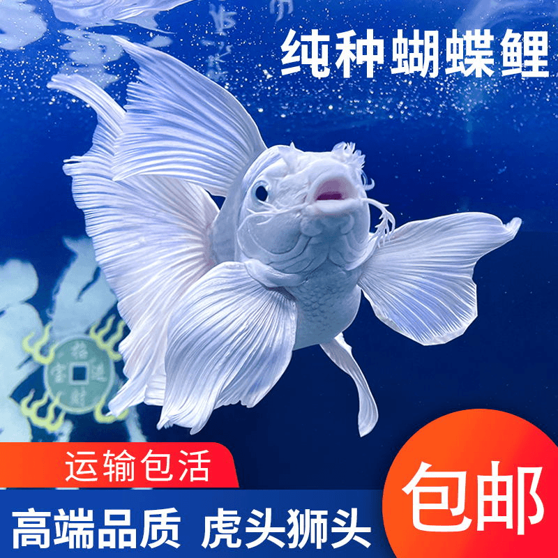 14-17cm精品石膏白球体蝴蝶鲤观赏鱼包邮包活