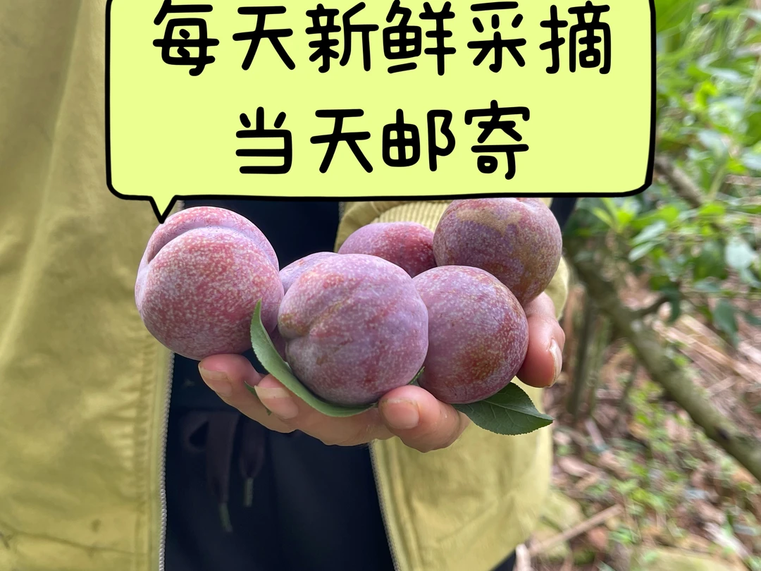 广东茂名钱排新鲜红心三华李当季酸脆爽口孕妇水果