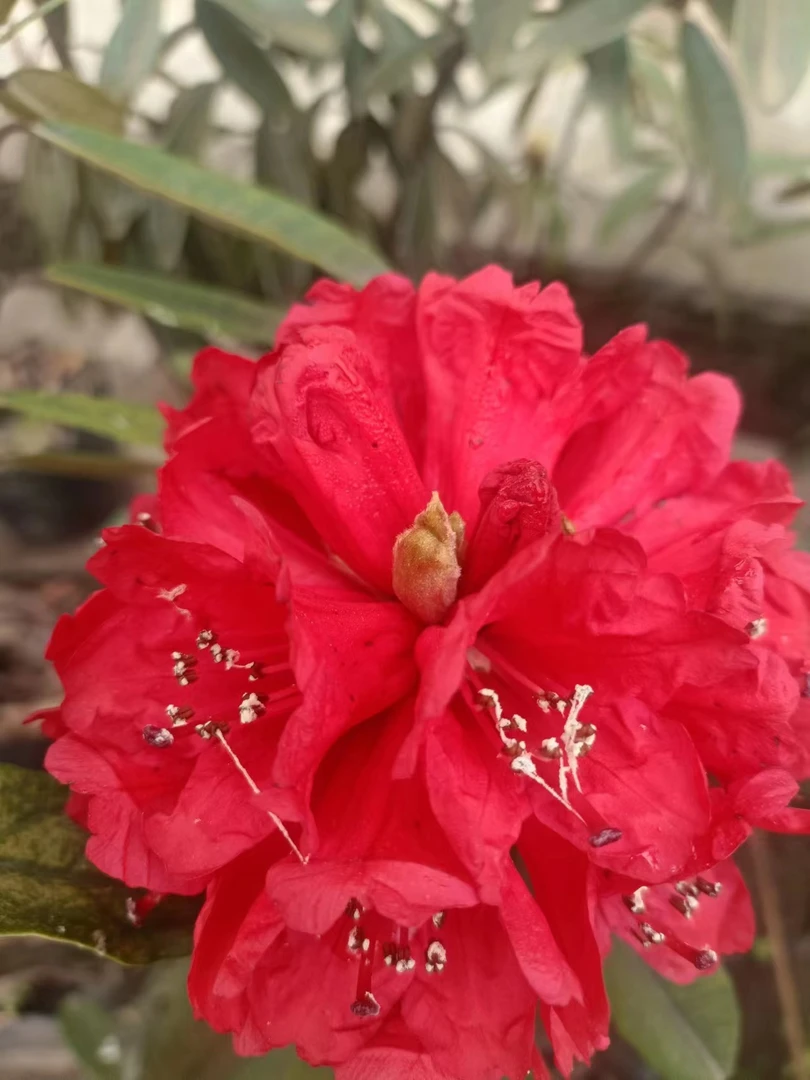 高山杜鹃马缨杜鹃花
