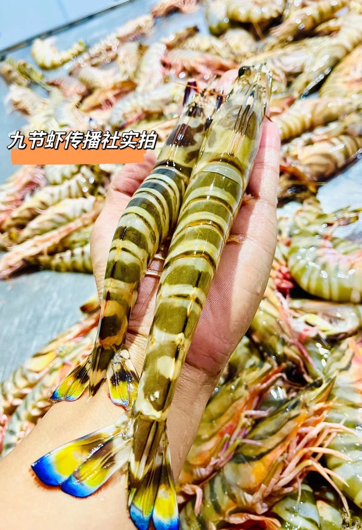 特大号-福建海捕特大九节虾/斑节虾/竹节虾海虾海捕大虾活冻发货