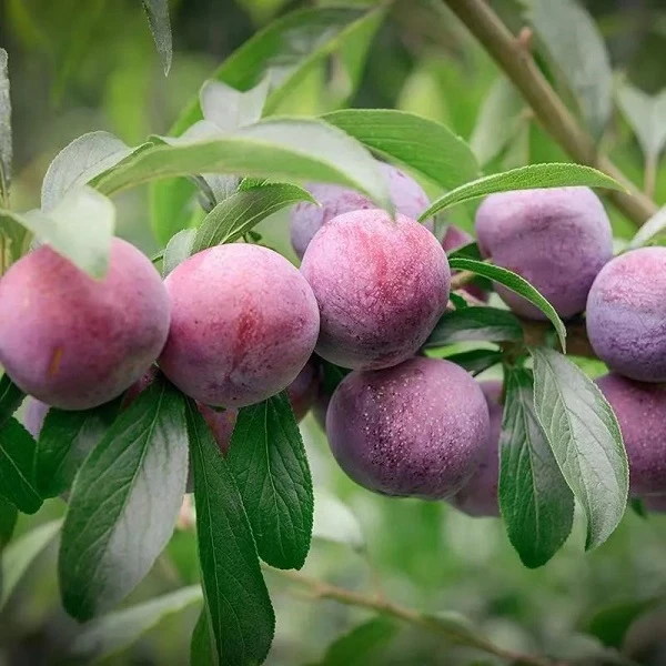 《小果》 正宗嵊州金庭新鲜采摘 脆甜可口 4.5斤