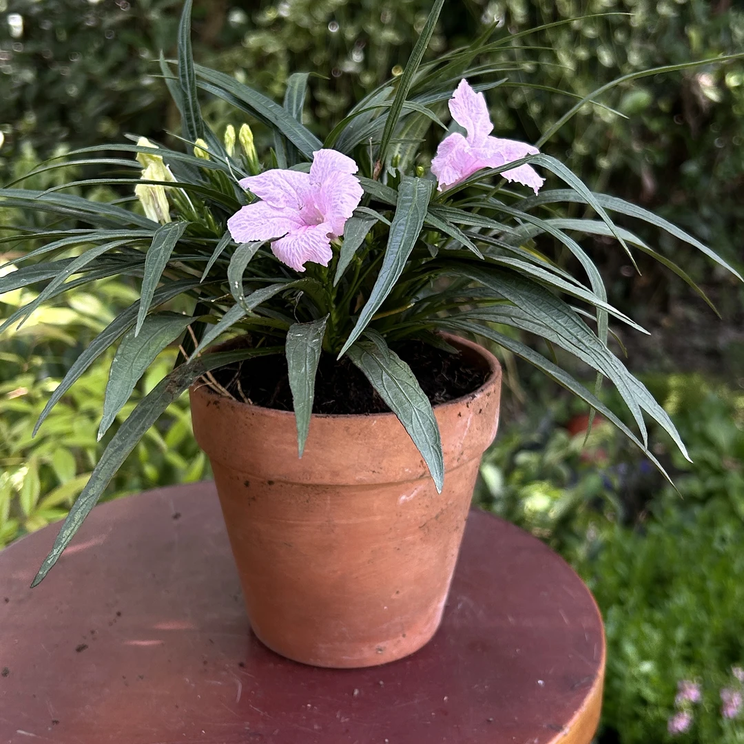 兰花草 矮生翠芦莉盆栽 蓝色 粉色夏季 开花庭院阳台冬季耐寒好养
