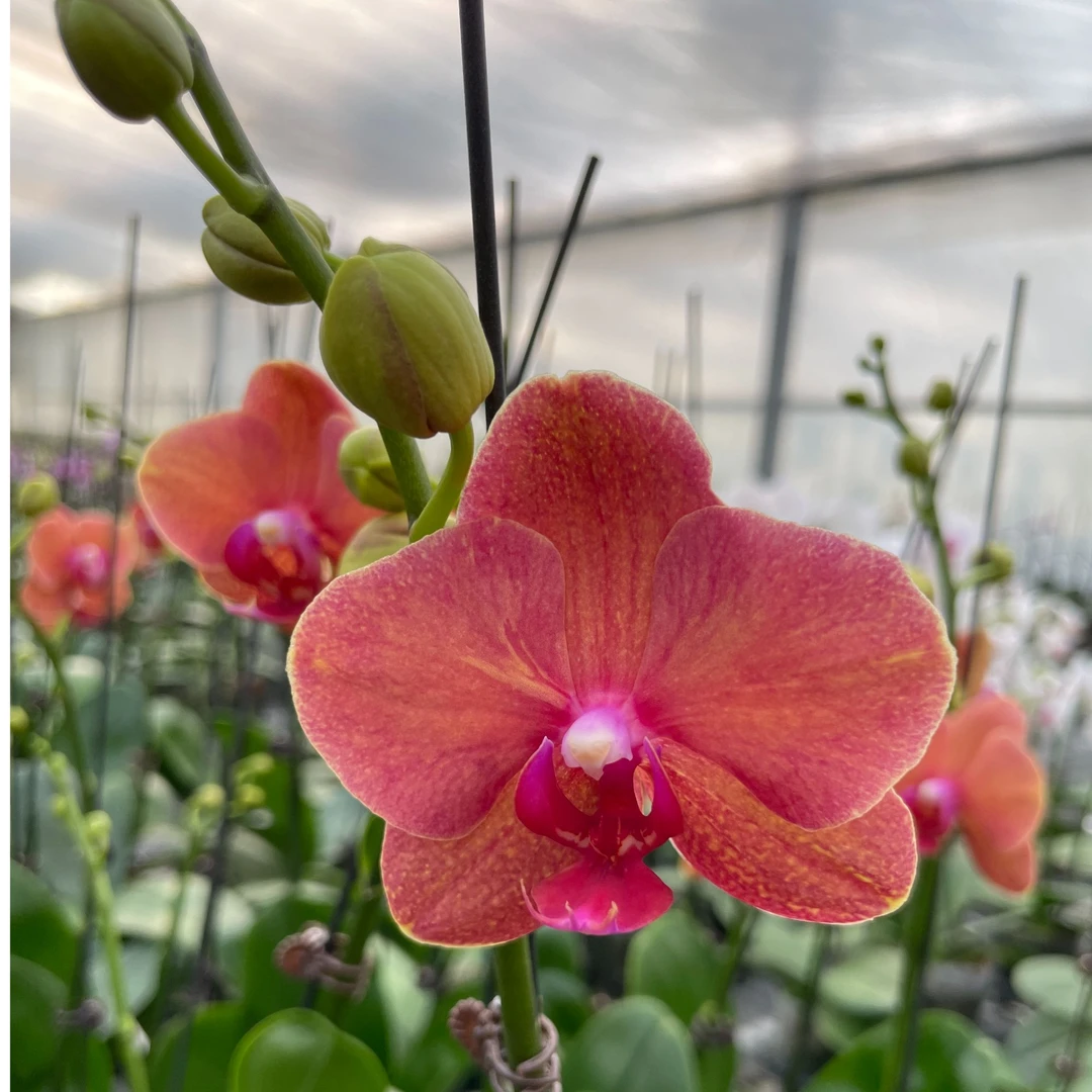 精品蝴蝶兰【金桔】室内盆栽 新手可入