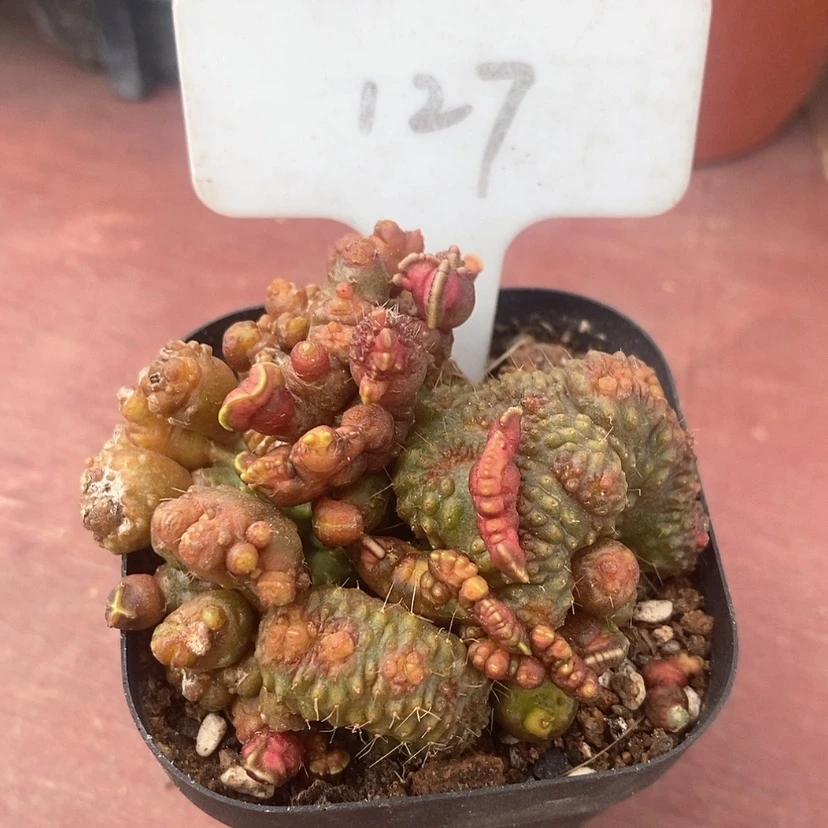 【闪购商品】缀化7