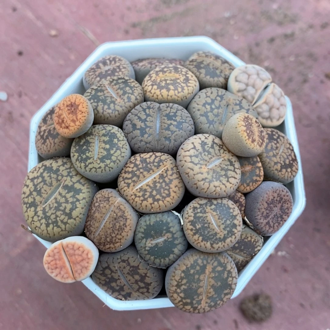 生石花群7仙人球