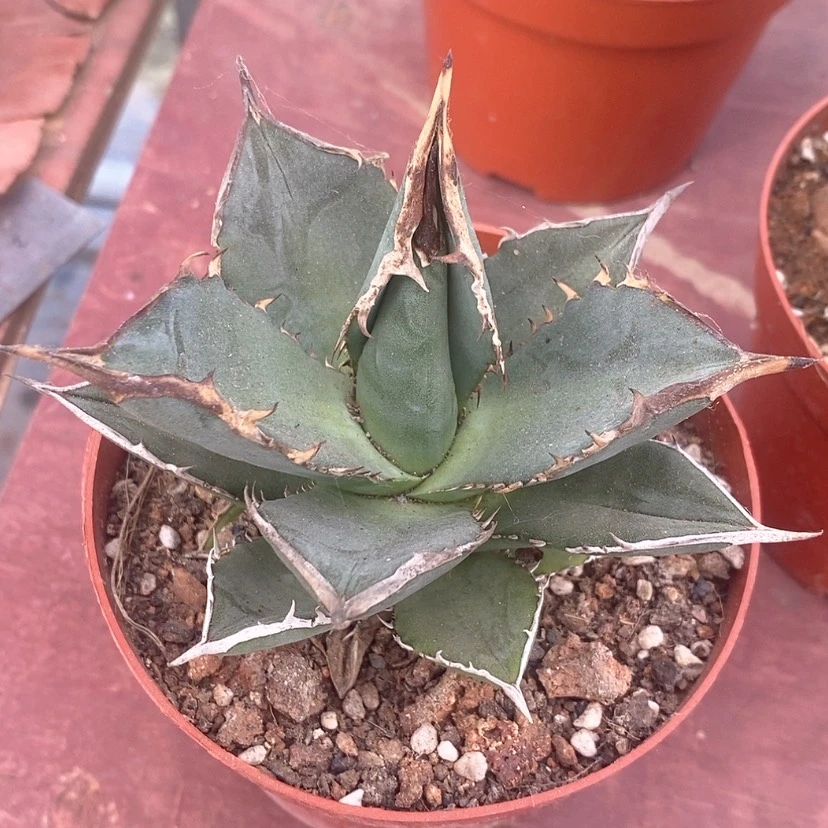【闪购商品】小岛白刺10