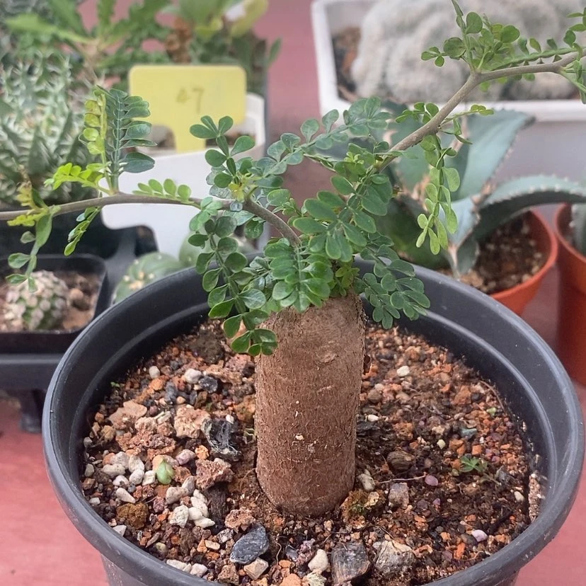 【闪购商品】黑猴刺栨树