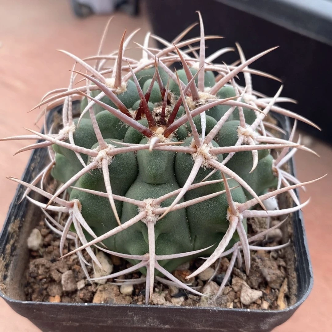 实生碧岩玉5仙人球