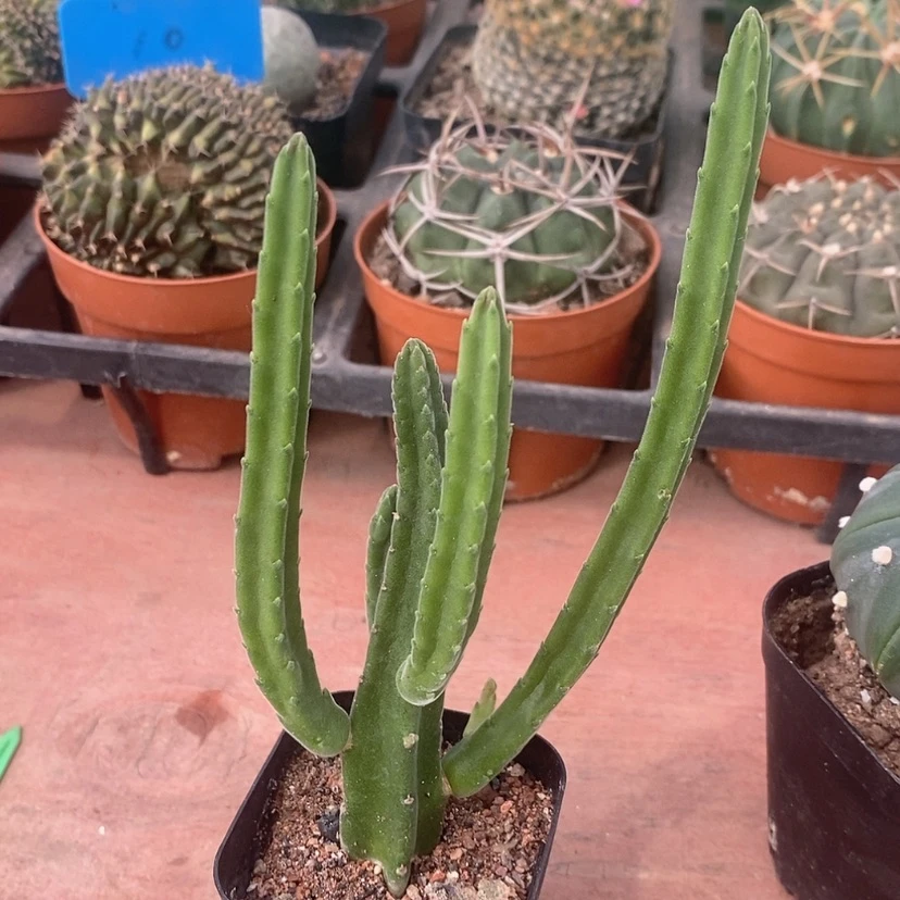 【闪购商品】大花角1