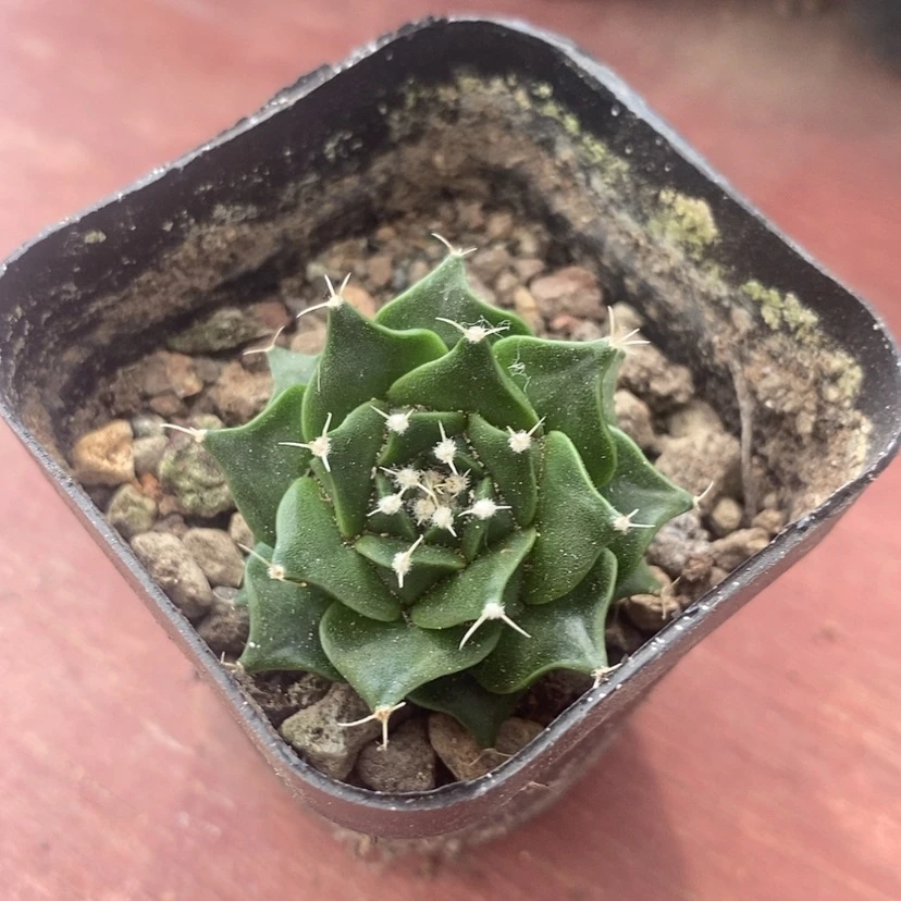 【闪购商品】实生小帝冠