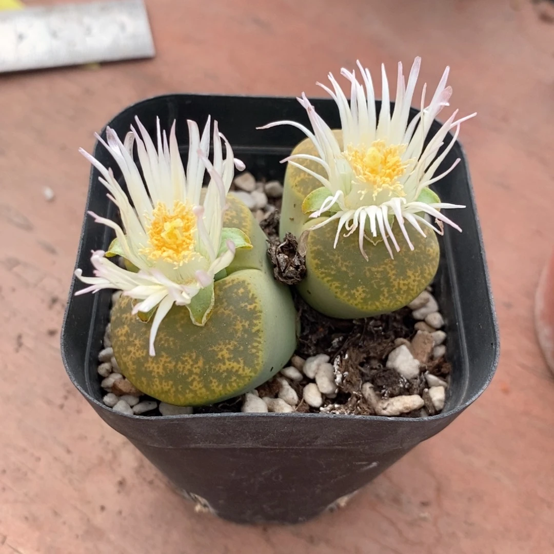 绿紫勋肉锥6仙人球