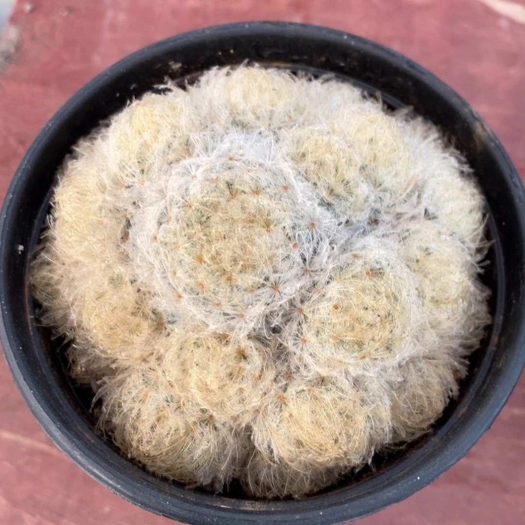 白星大群8仙人球