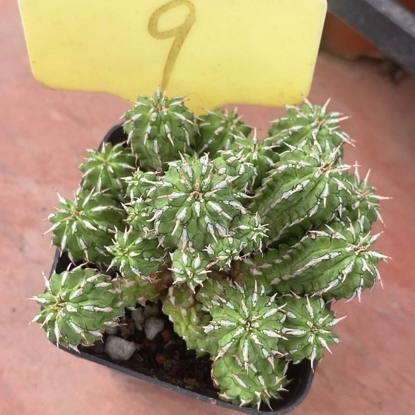 【闪购商品】丰收大戟7