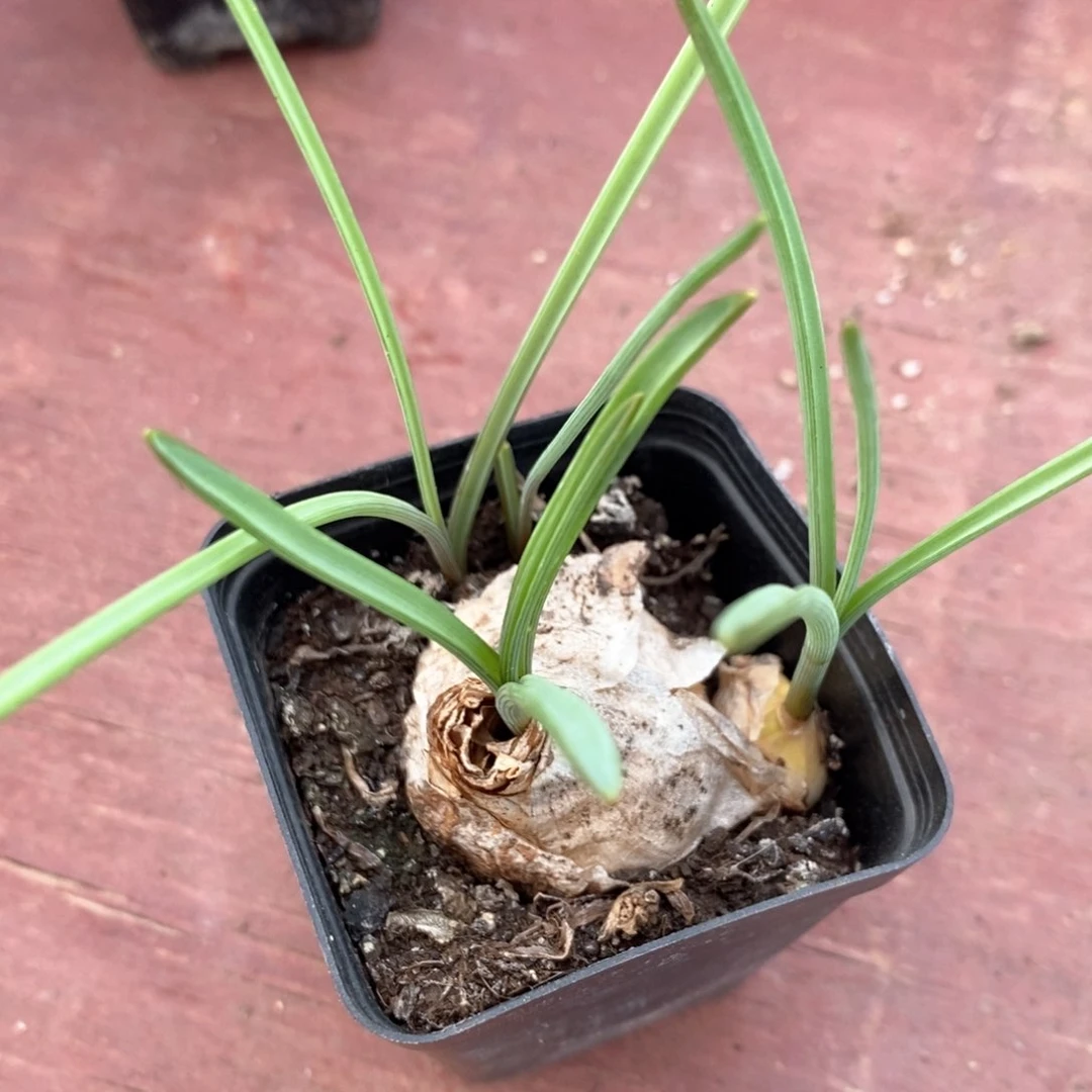 百合块根5仙人球