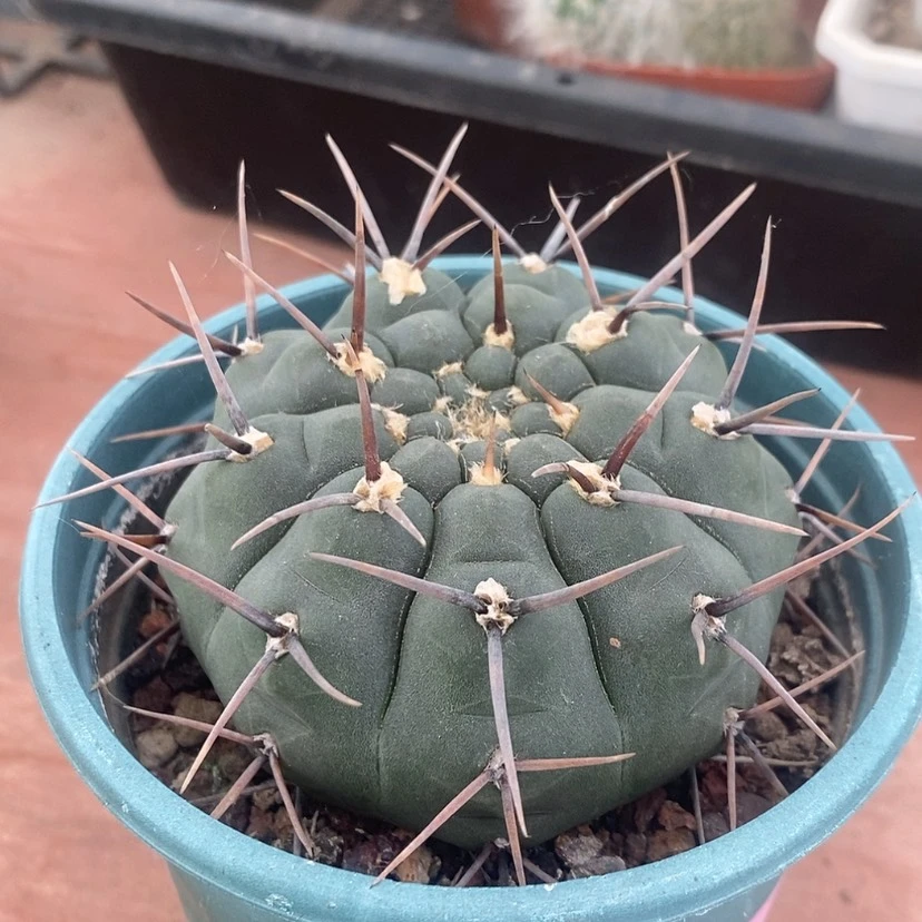 【闪购商品】裸鄂7