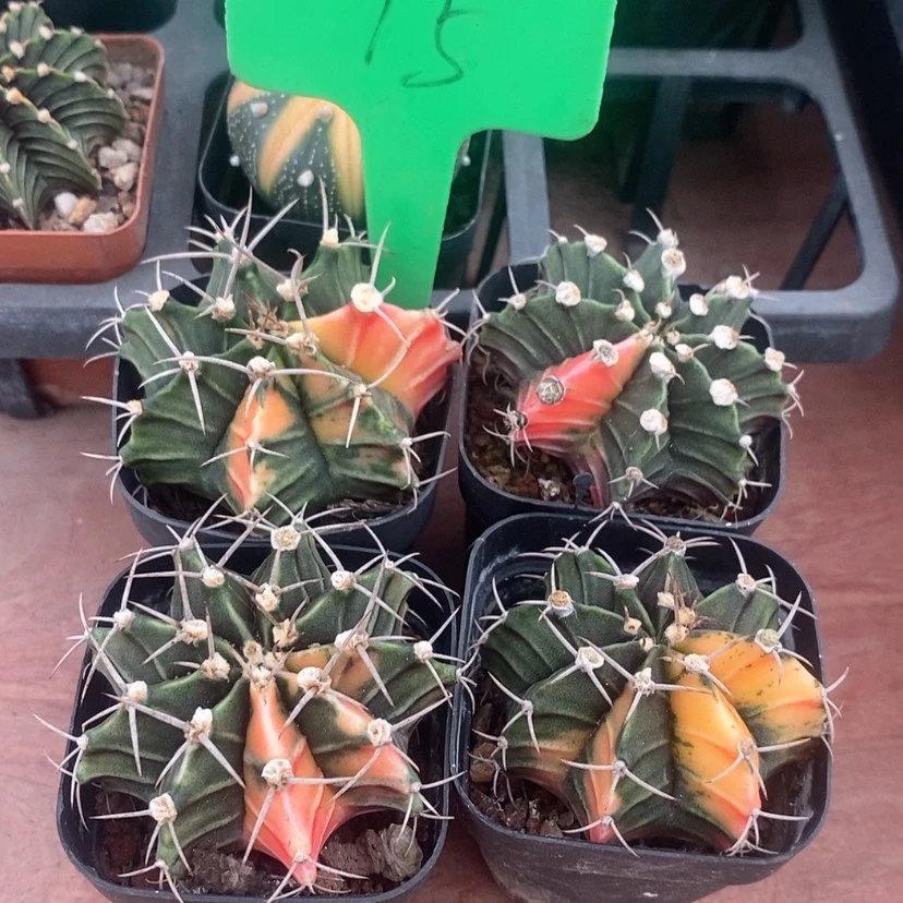 【闪购商品】肋骨牡丹锦4颗组合