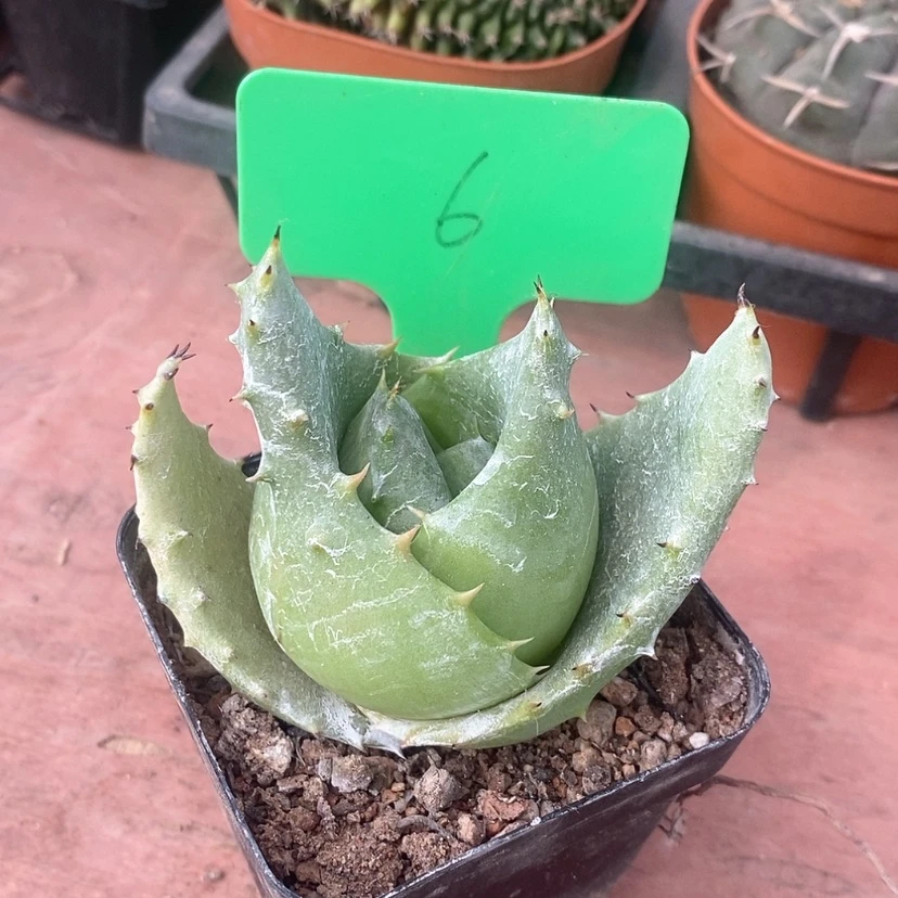 【闪购商品】元宝芦荟8