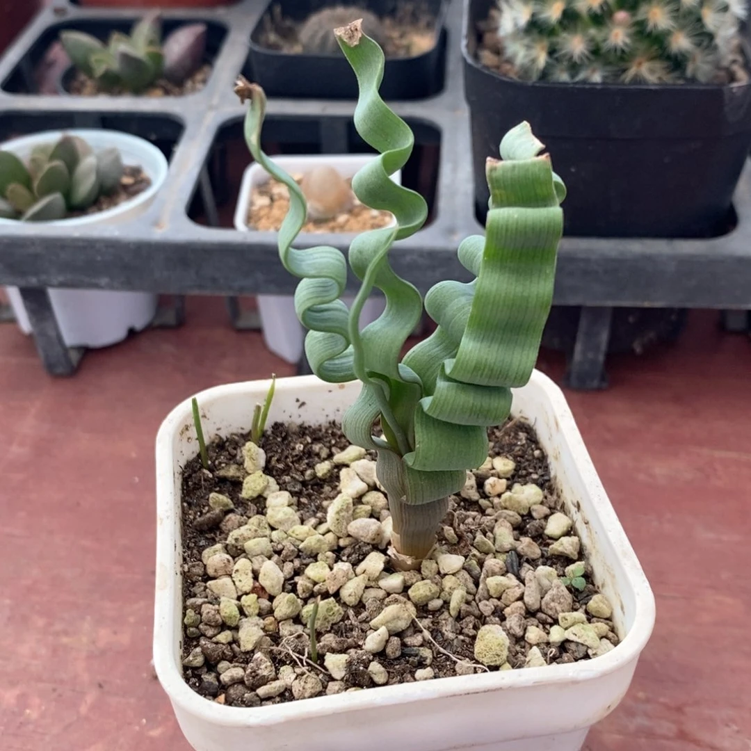 海带弹簧草6仙人球