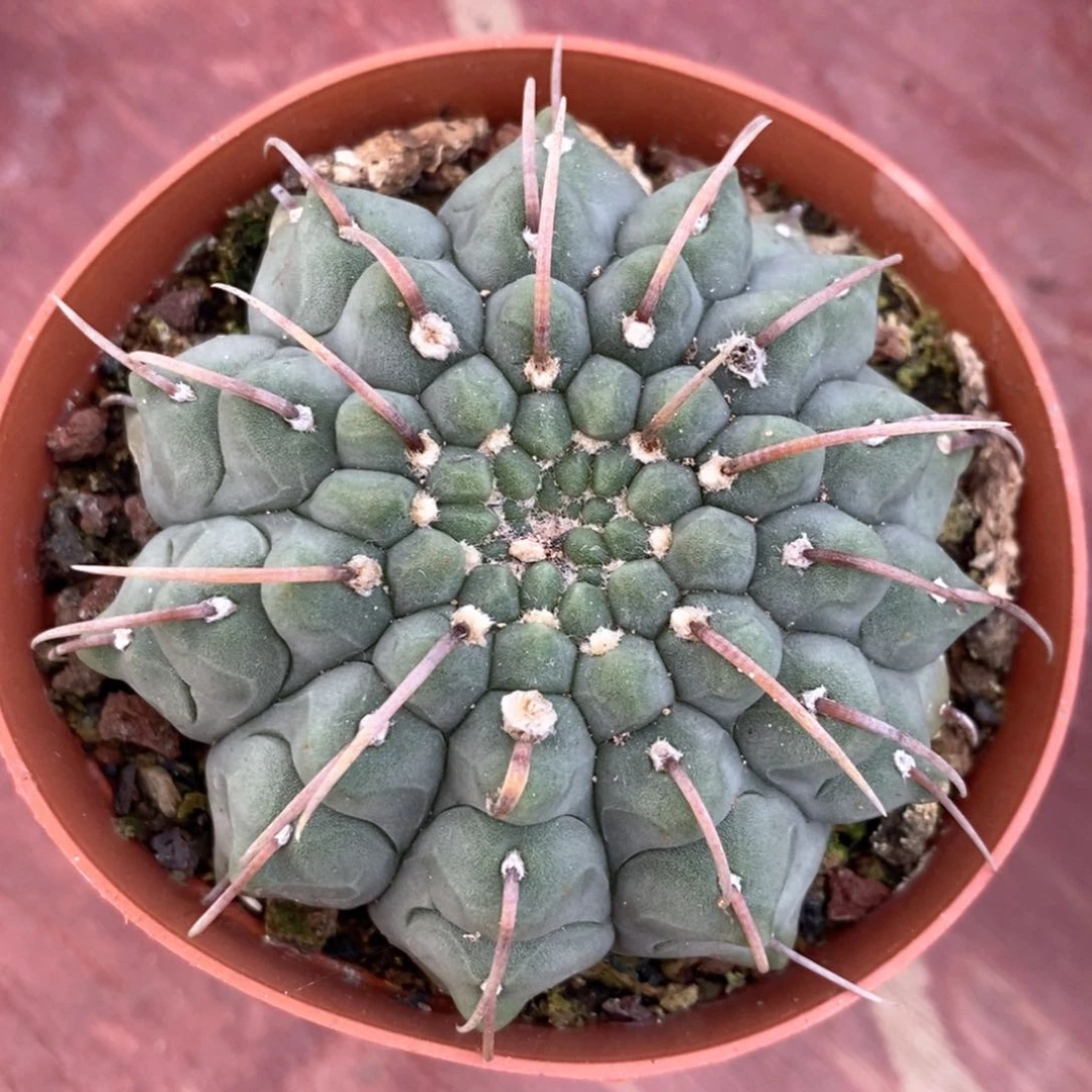 一本刺实生6仙人球