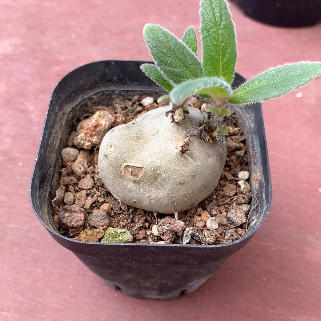 白花断崖4仙人球