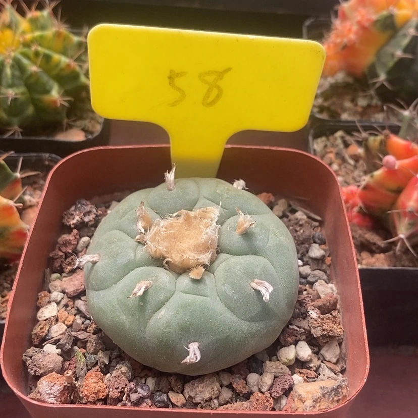 【闪购商品】大鱼5
