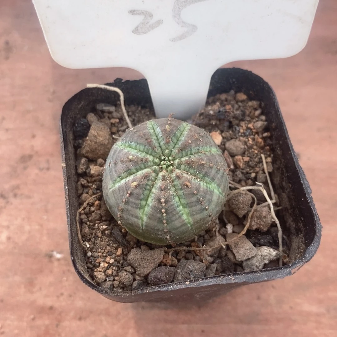 夏*光布纹球3仙人球多肉