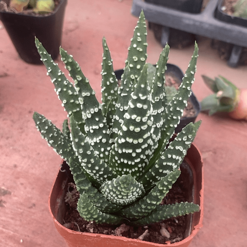 【闪购商品】东之星9