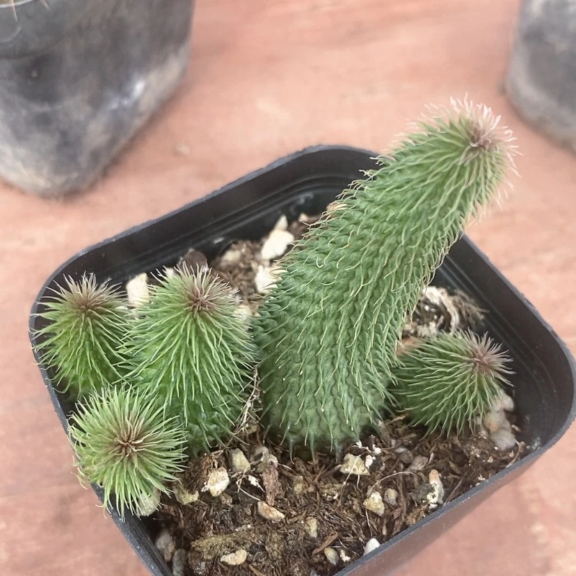 【闪购商品】阿修罗6