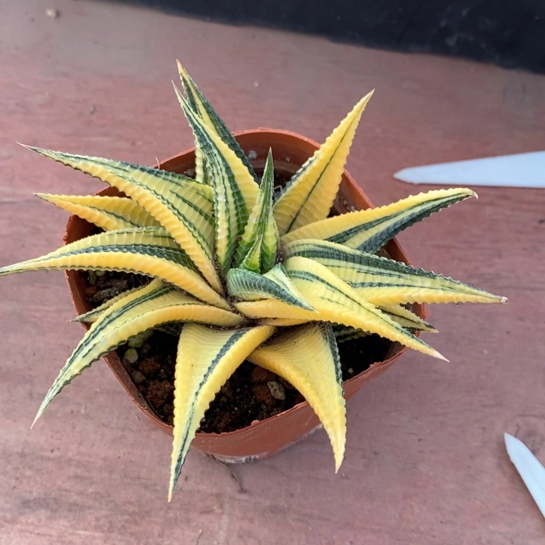 琉璃殿锦10仙人球