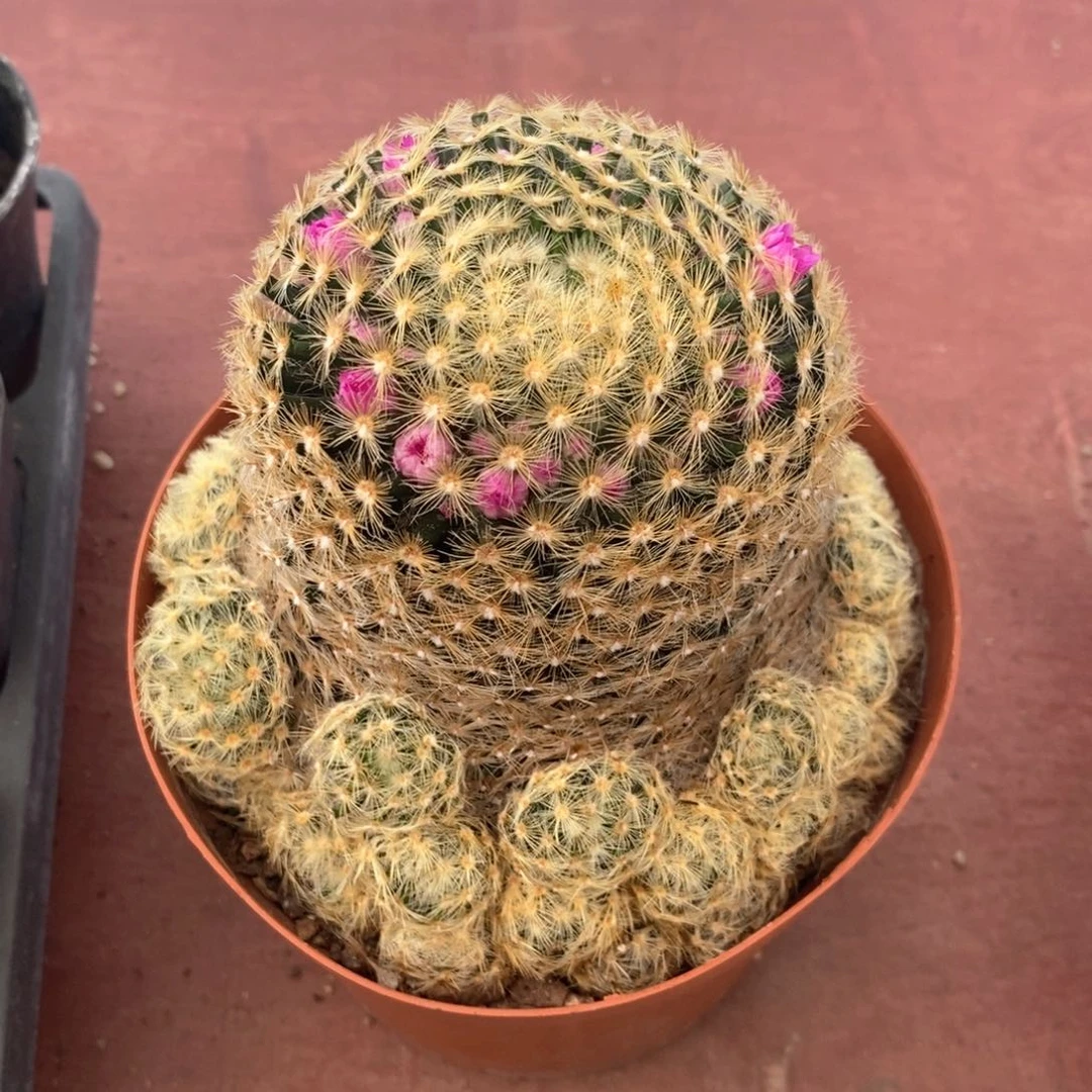 大明星群10仙人球