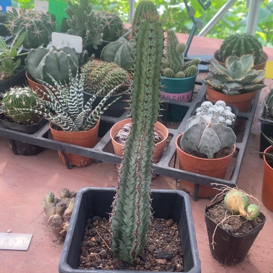 戏*斑马麒麟4仙人球