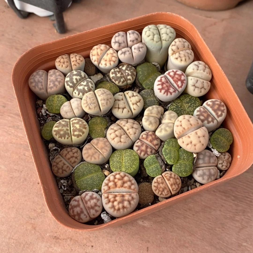 大生日花10仙人球