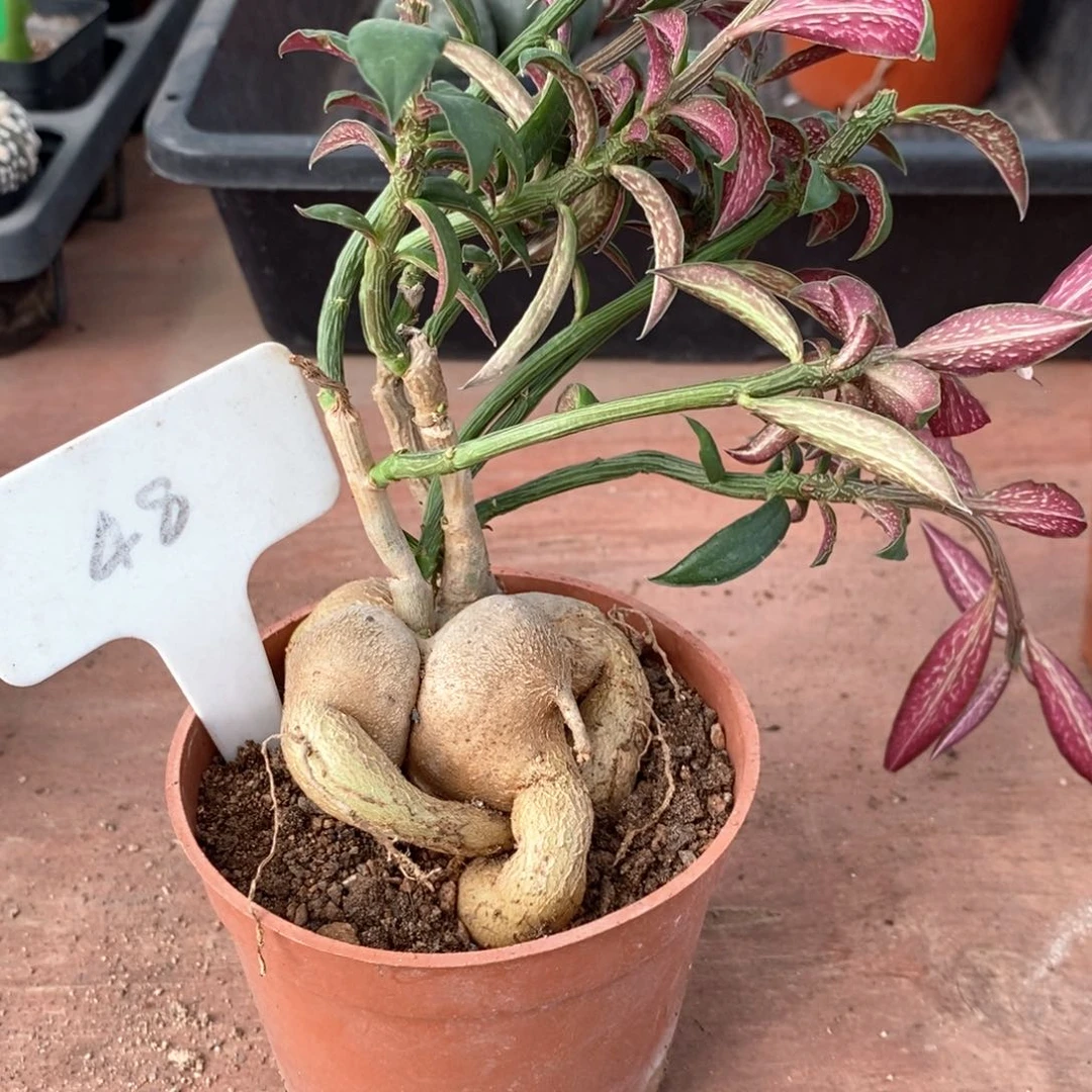 隽**敏人参大戟6仙人球