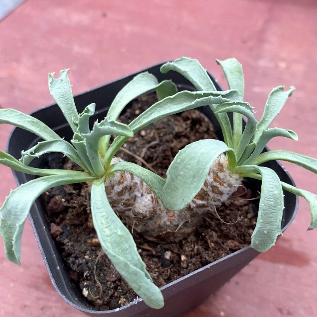 厚敦菊块根3仙人球