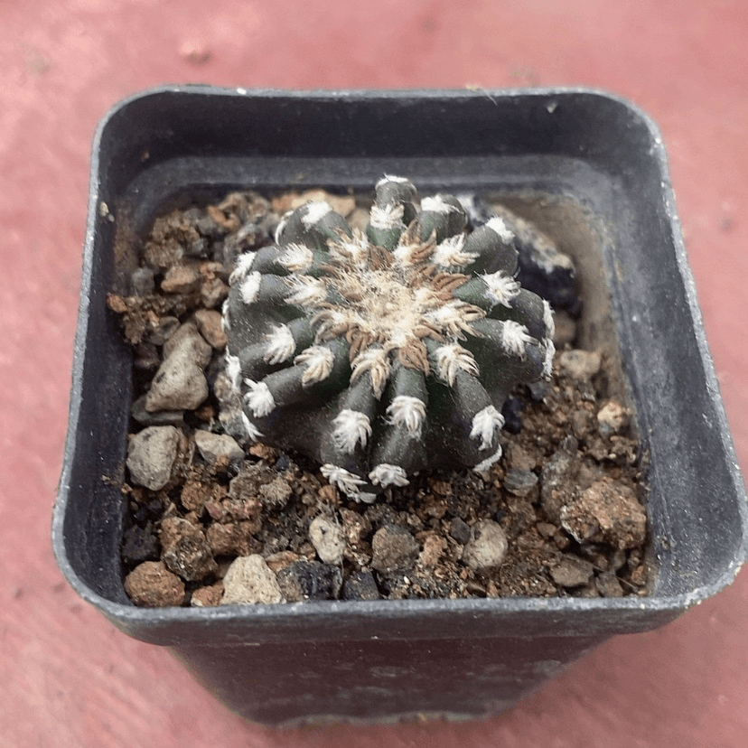 【闪购商品】奇特球2多肉