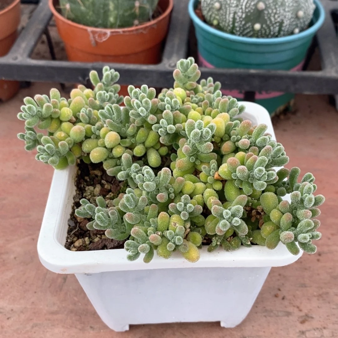 媛大盆冰晶10仙人球