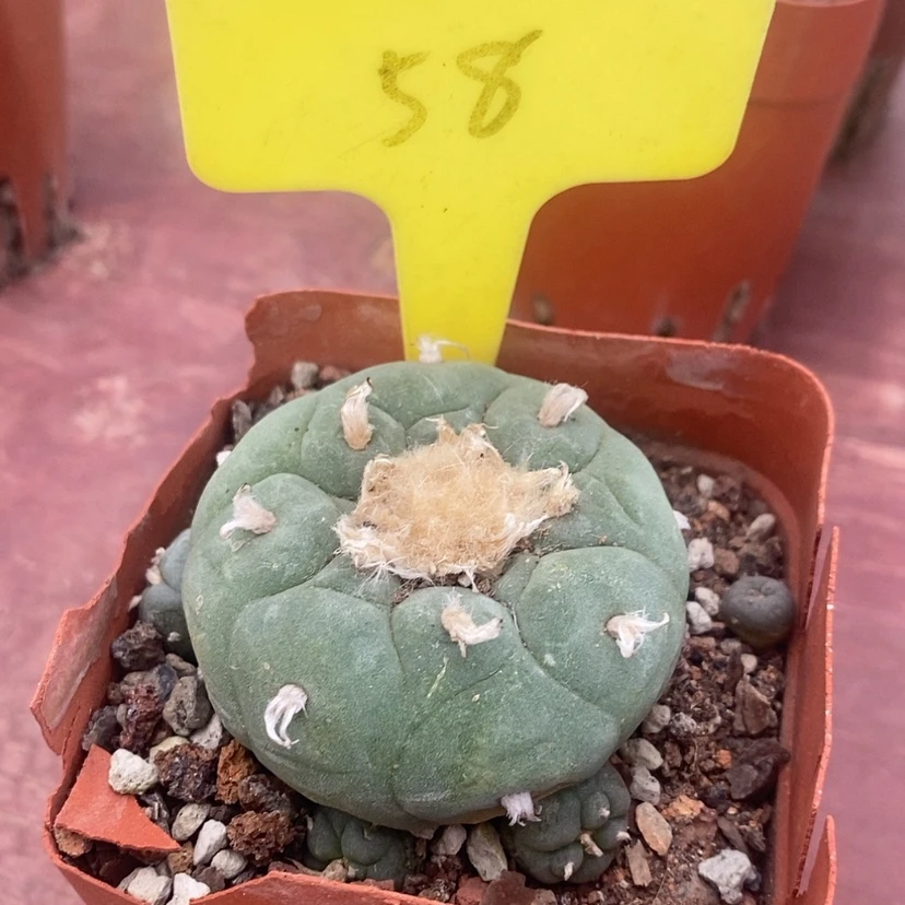 【闪购商品】大鱼5