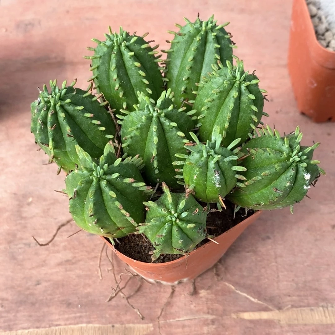 转**_火麒麟群10仙人球