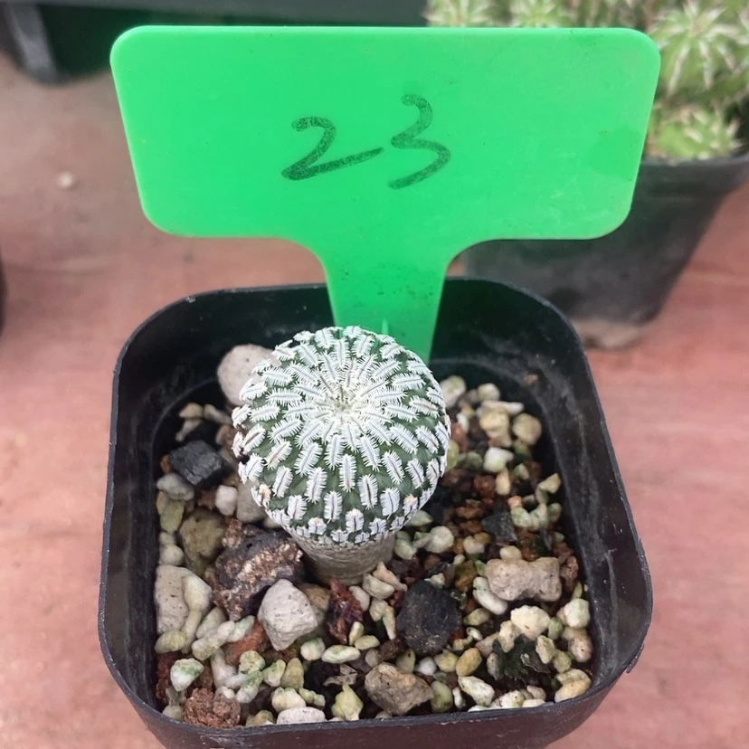 【闪购商品】用****7金巧殿3