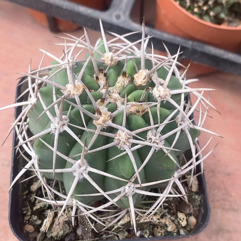 【闪购商品】大碧岩玉7