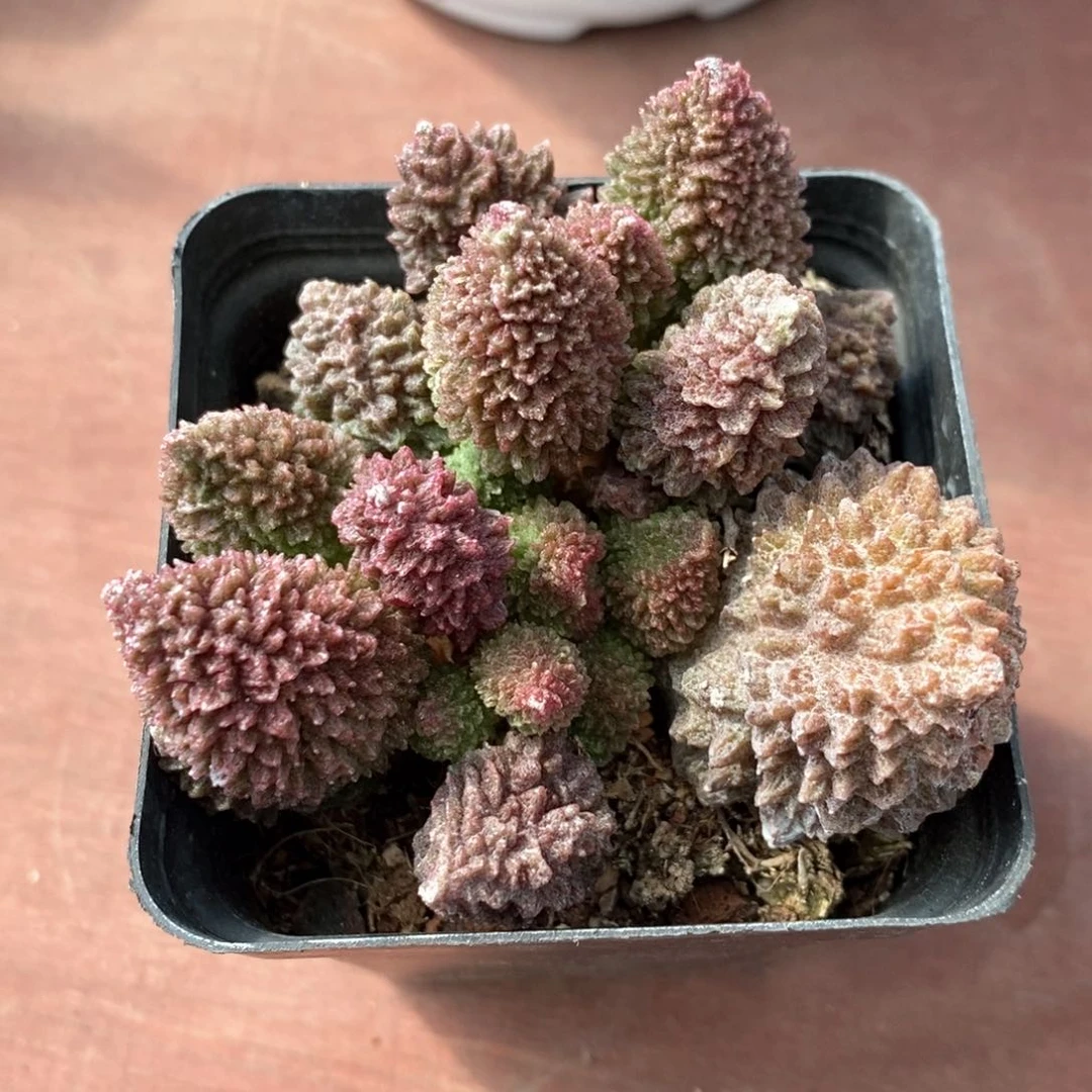 大珠子玉6仙人球