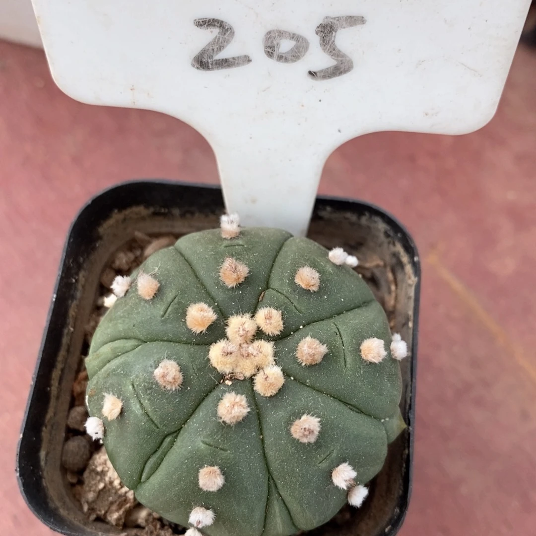 龟甲兜实生4仙人球