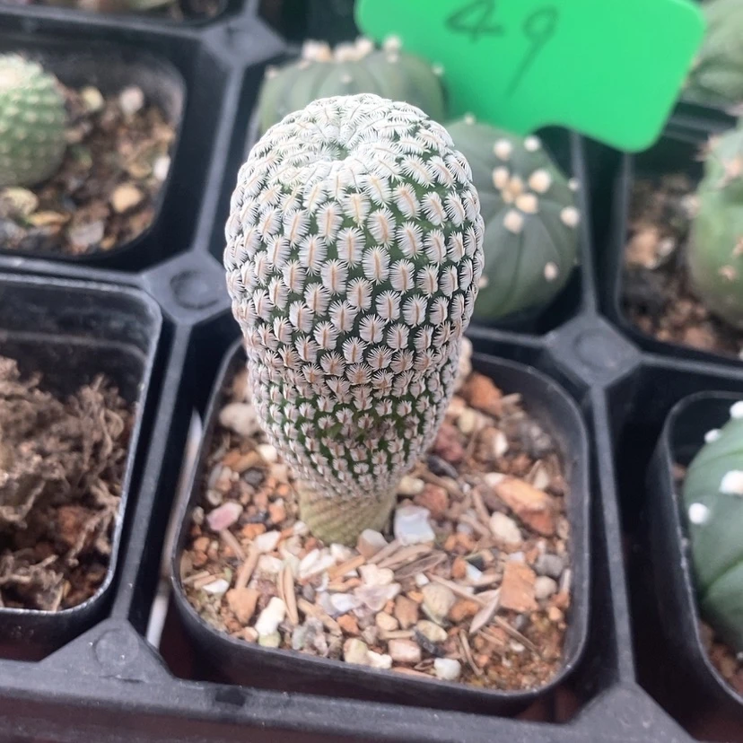 【闪购商品】白蝎子2