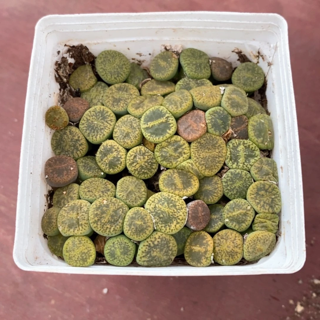 生石花群7仙人球