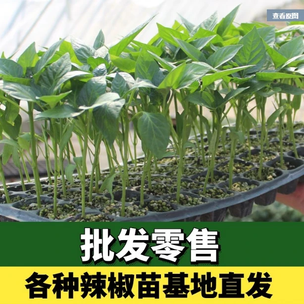 辣椒苗苗子秧苗夏秋四季种植食用青椒牛角椒菜椒线杭椒蔬菜苗菜苗
