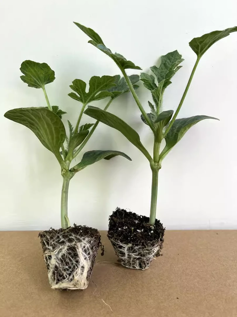 西瓜苗秧8424麒麟懒汉巨型黑美人高产庭院菜园阳台盆栽春四季水果